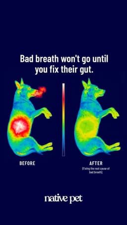 Reference ad: Native Pet's before and after thermal photo, split by a line down the middle